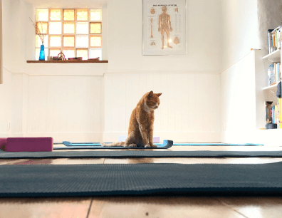 Cat on yoga mat in extra living space